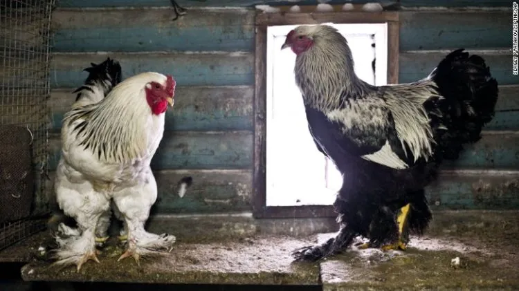 Dikira Hoax, Ternyata Video Ayam Gede yang Lagi Viral Ini Asli. Ayam Segede Itu Beneran Ada! 5