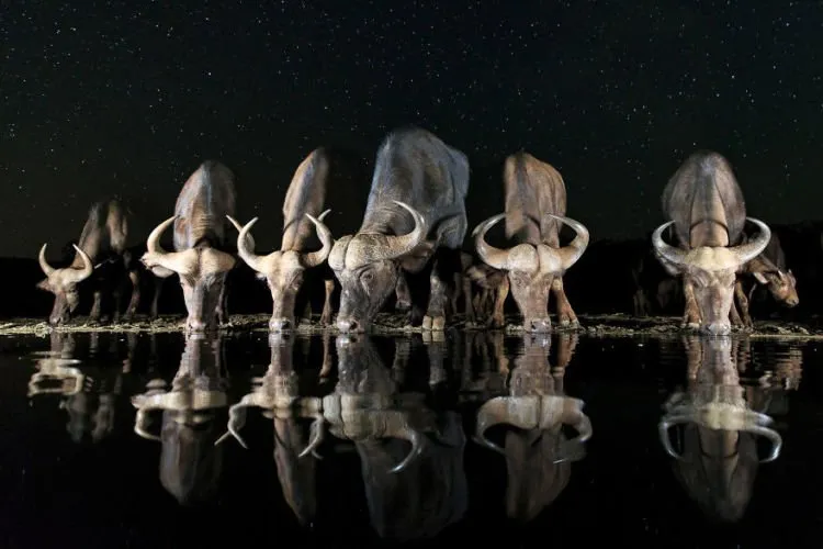 15 Foto Terbaik dari Sony Photography Awards yang Kerennya Kebangetan. Kamu Perlu Belajar Dari Karya Mereka! 16