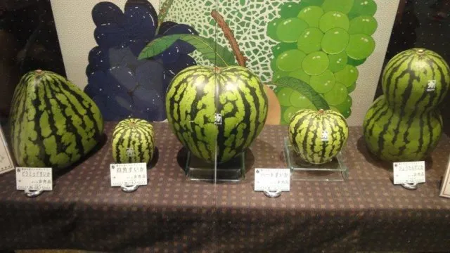 Melon Dijual Rp 350 Juta dan Satu Strawberi Sampai Rp 57 Juta. Buah-buah Di Jepang Ini Mahal Gila 13