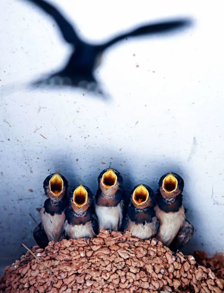 15 Foto Terbaik dari Sony Photography Awards yang Kerennya Kebangetan. Kamu Perlu Belajar Dari Karya Mereka! 24