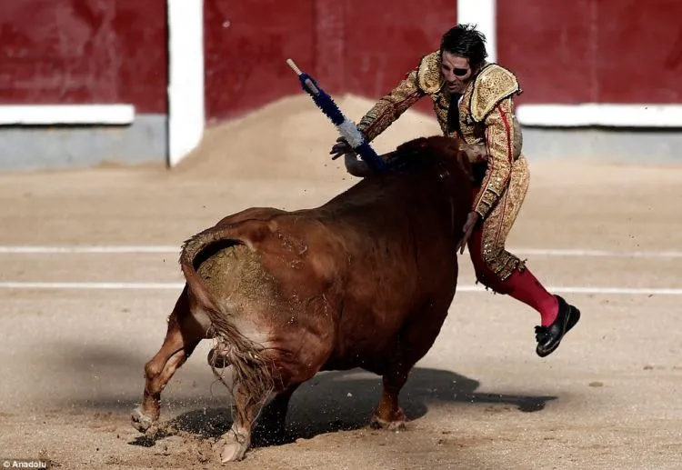 Pantatnya Diseruduk Banteng Hingga Duburnya Hancur, Kok Masih Ada Aja Ya yang Mau Jadi Matador?! 5