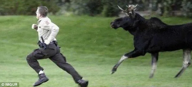10 Foto 'Duel' Turis vs Hewan Liar Ini Kira-kira Bakalan Menang Siapa ya? Konyol Banget Sih Ini! 18