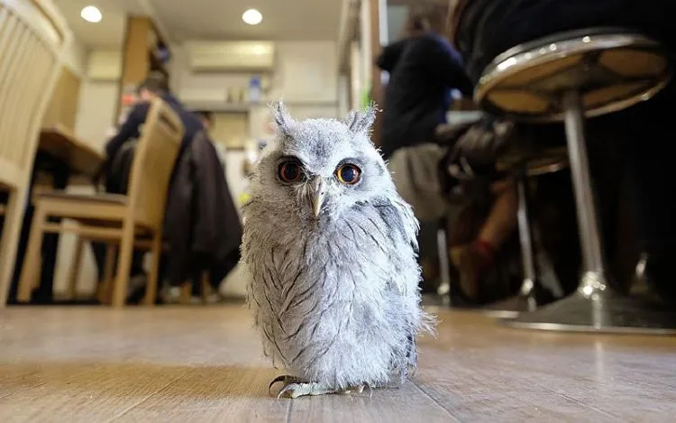 Pet Cafe Terbaru Jepang Menuai Kritik, Lihat Deh 10 Gambar Owl Cafe yang Lucu Tapi Kontroversial Ini 16