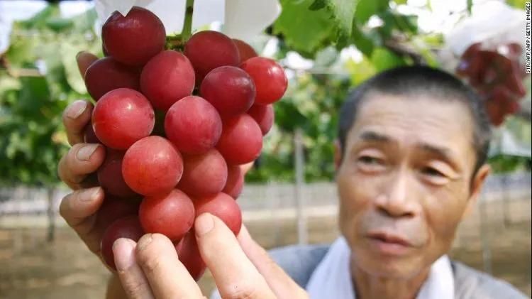 Melon Dijual Rp 350 Juta dan Satu Strawberi Sampai Rp 57 Juta. Buah-buah Di Jepang Ini Mahal Gila 19
