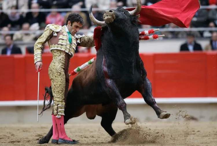 Pantatnya Diseruduk Banteng Hingga Duburnya Hancur, Kok Masih Ada Aja Ya yang Mau Jadi Matador?! 4