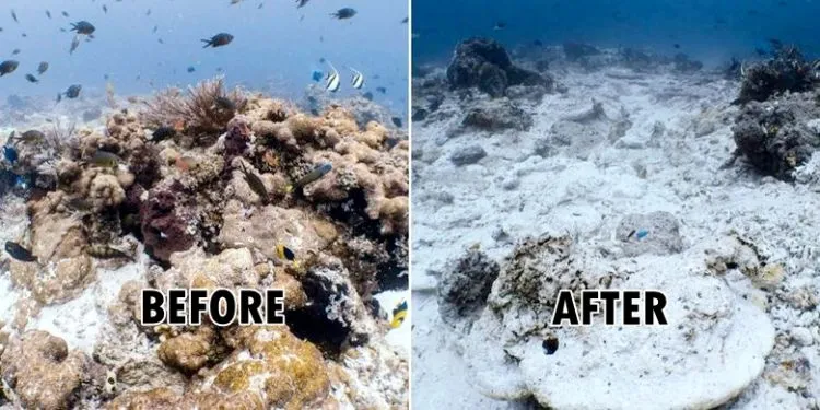 Terumbu Karang Raja Ampat yang Rusak Tak Cuma 1.600 Tapi 13.533 Meter Persegi. Gila, Berapa Lama Pulihnya? 6