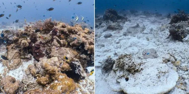 Terumbu Karang di Raja Ampat Seluas 1.600 Meter Persegi Dihantam Kapal Raksasa. Hancur Sudah, Hancur.... 5