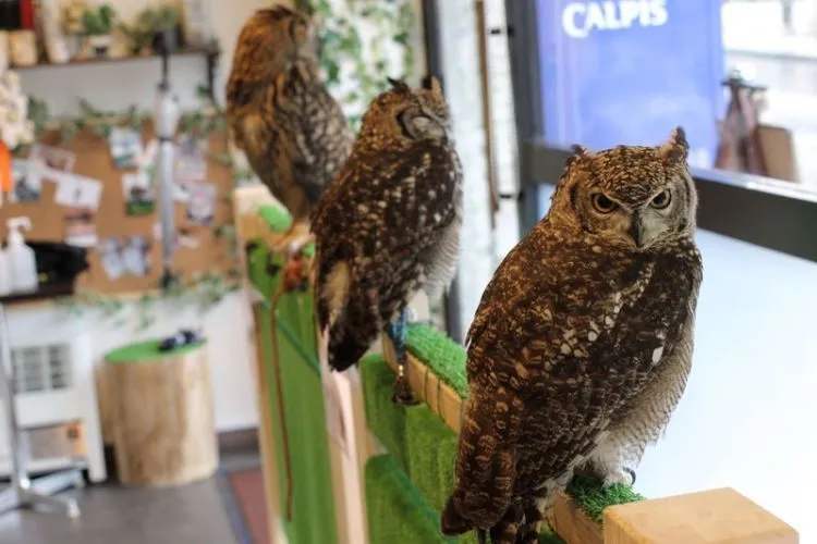 Pet Cafe Terbaru Jepang Menuai Kritik, Lihat Deh 10 Gambar Owl Cafe yang Lucu Tapi Kontroversial Ini 17
