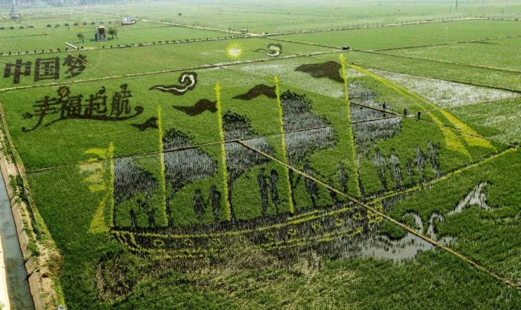 10 Seni Melukis Sawah di Jepang Ini Memang Luar Biasa, Bukan Dicat Apalagi Dibakar Lho 17