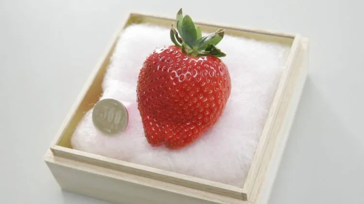 Melon Dijual Rp 350 Juta dan Satu Strawberi Sampai Rp 57 Juta. Buah-buah Di Jepang Ini Mahal Gila 20