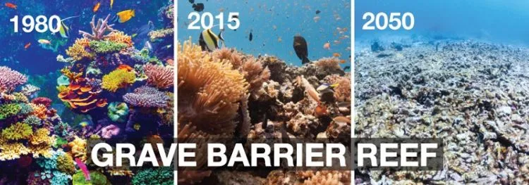 Masih Berkabung dari Rusaknya Karang Raja Ampat, Ternyata Great Barrier Reef Australia Juga Sekarat 8