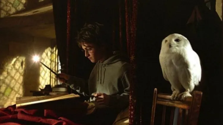 Pet Cafe Terbaru Jepang Menuai Kritik, Lihat Deh 10 Gambar Owl Cafe yang Lucu Tapi Kontroversial Ini 12
