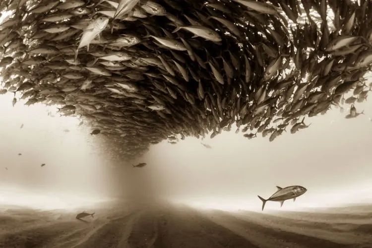 15 Foto Terbaik dari Sony Photography Awards yang Kerennya Kebangetan. Kamu Perlu Belajar Dari Karya Mereka! 17