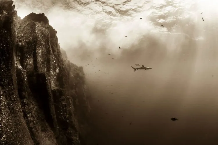15 Foto Terbaik dari Sony Photography Awards yang Kerennya Kebangetan. Kamu Perlu Belajar Dari Karya Mereka! 29