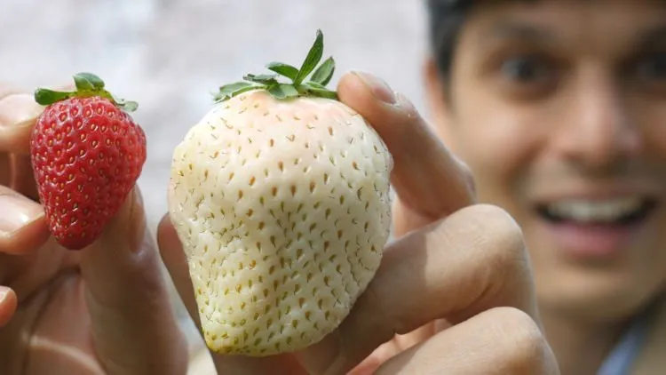 Melon Dijual Rp 350 Juta dan Satu Strawberi Sampai Rp 57 Juta. Buah-buah Di Jepang Ini Mahal Gila 15