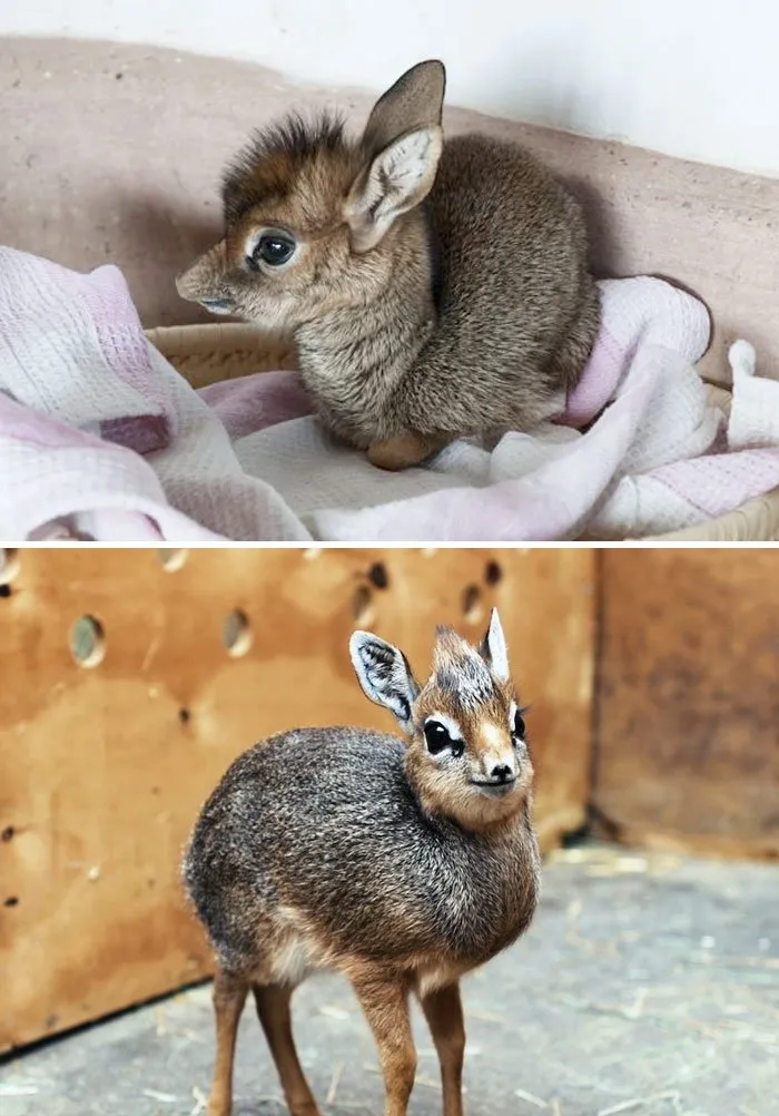 15 Bayi Hewan Langka Ini Imutnya Kebangetan, Rela Deh Kayaknya Digigit :) 22