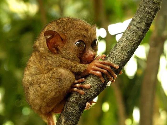 15 Bayi Hewan Langka Ini Imutnya Kebangetan, Rela Deh Kayaknya Digigit :) 23