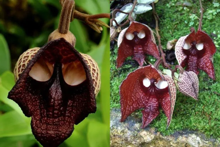 24 Bunga Ini Punya Bentuk Aneh Bin Ajaib, dari yang Mirip Muka Hewan Sampai yang Agak ‘Jorok’ 35