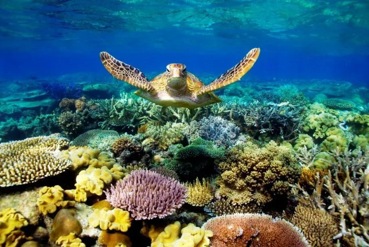 Masih Berkabung dari Rusaknya Karang Raja Ampat, Ternyata Great Barrier Reef Australia Juga Sekarat 7