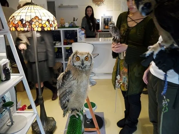 Pet Cafe Terbaru Jepang Menuai Kritik, Lihat Deh 10 Gambar Owl Cafe yang Lucu Tapi Kontroversial Ini 21