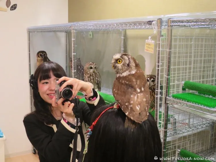 Pet Cafe Terbaru Jepang Menuai Kritik, Lihat Deh 10 Gambar Owl Cafe yang Lucu Tapi Kontroversial Ini 20