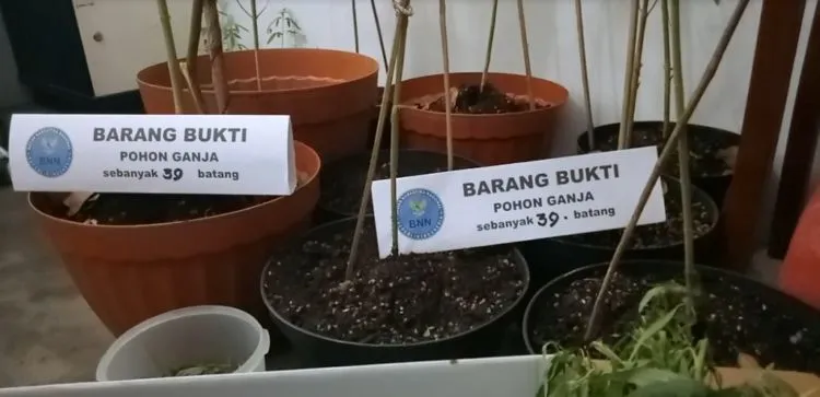 Seorang Suami Ditangkap Karena Tanam Ganja untuk Obat Istrinya. Sedihnya, Istrinya Lalu Meninggal :( 7