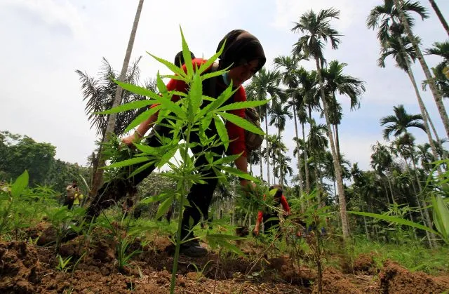 Cinta Sejati Fidelis Ari. Rela Masuk Penjara Karena Menanam Ganja Demi Menolong Istri Tercinta 4