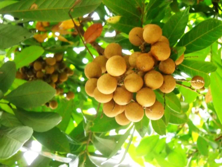 Dianjurkan untuk Hindari 7 Makanan Ini Ketika Hamil, Demi Calon Buah Hati Juga 'Kan? 14