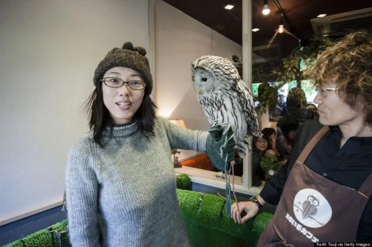 Pet Cafe Terbaru Jepang Menuai Kritik, Lihat Deh 10 Gambar Owl Cafe yang Lucu Tapi Kontroversial Ini 19
