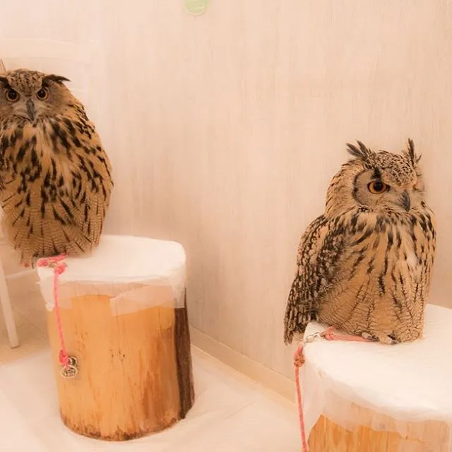 Pet Cafe Terbaru Jepang Menuai Kritik, Lihat Deh 10 Gambar Owl Cafe yang Lucu Tapi Kontroversial Ini 15