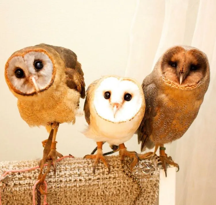Pet Cafe Terbaru Jepang Menuai Kritik, Lihat Deh 10 Gambar Owl Cafe yang Lucu Tapi Kontroversial Ini 22