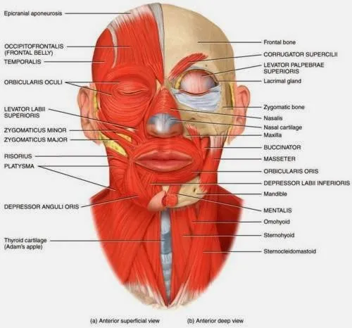 Di Balik Pesonanya, Ternyata Lesung Pipi Sebenarnya Bagian Tubuh yang Tak Sempurna. Wah, Kok Bisa? 9