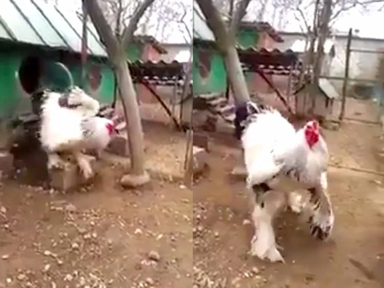 Dikira Hoax, Ternyata Video Ayam Gede yang Lagi Viral Ini Asli. Ayam Segede Itu Beneran Ada! 6