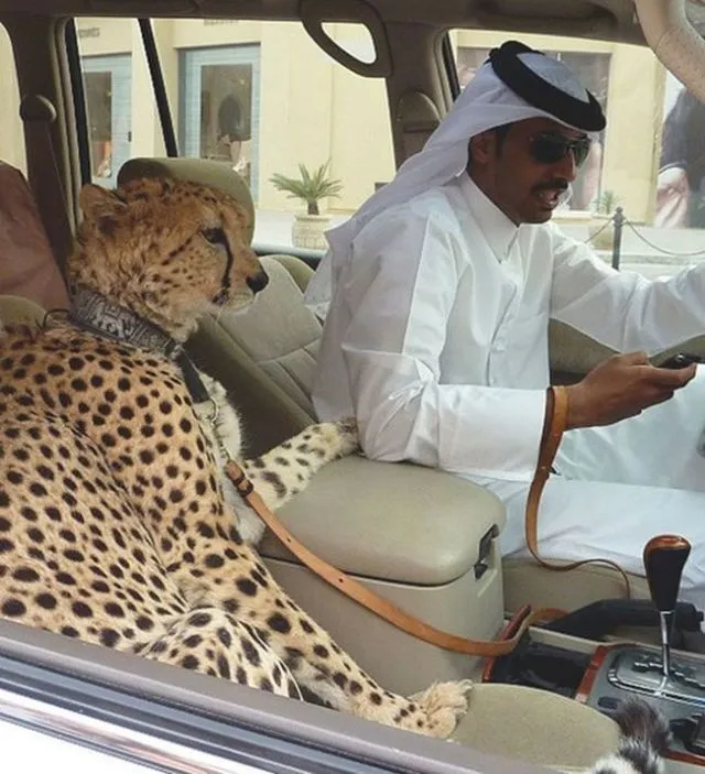 15 Hal Aneh dan Gila yang Hanya Bisa Ditemukan di Dubai. Mulai dari ATM Emas Sampai Pelihara Macan! 21