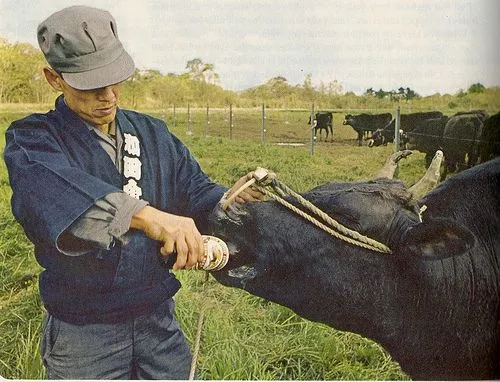 Daging Sapi Seharga Rp4,2 Juta Sekilo Bukan Fiksi. Ini Alasan Kenapa Kobe Beef Dihargai Semahal Itu 28