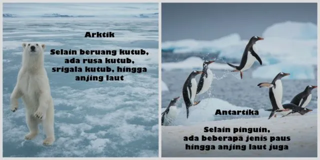 Buat yang Masih Suka Bingung, Ini 10 Perbedaan Kutub Utara & Selatan. Jangan Salah Sebut Lho 19