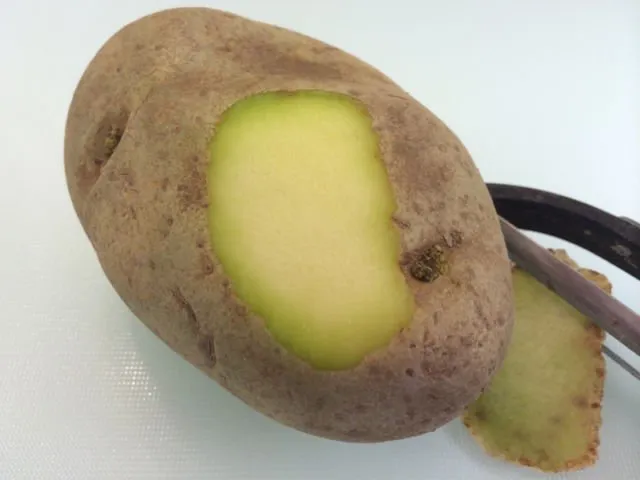 Hati-hati! Banyak yang Tak Sadar, 6 Makanan Ini Ternyata Punya Racun Alami yang Cukup Berbahaya Lho 8