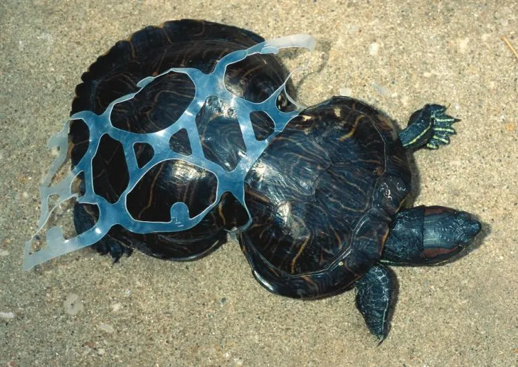 Di Kolam Mati Telan Koin, Di Laut Terancam Sampah Plastik. Betapa Mirisnya Nasib Penyu Hijau di Bumi 5
