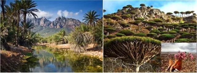 Keindahan yang Berbalut Misteri di Pulau Socotra. Dijuluki Pulau Alien, Konon Dajjal Dikurung di Pulau Ini! 8