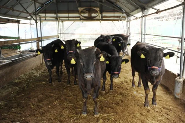 Daging Sapi Seharga Rp4,2 Juta Sekilo Bukan Fiksi. Ini Alasan Kenapa Kobe Beef Dihargai Semahal Itu 22