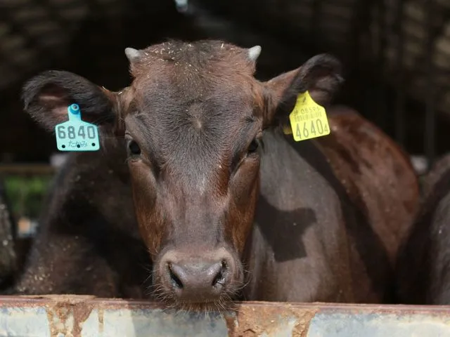 Daging Sapi Seharga Rp4,2 Juta Sekilo Bukan Fiksi. Ini Alasan Kenapa Kobe Beef Dihargai Semahal Itu 18