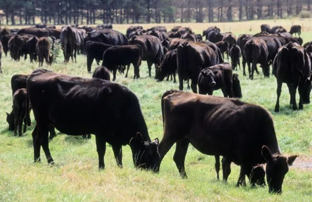 Daging Sapi Seharga Rp4,2 Juta Sekilo Bukan Fiksi. Ini Alasan Kenapa Kobe Beef Dihargai Semahal Itu 30