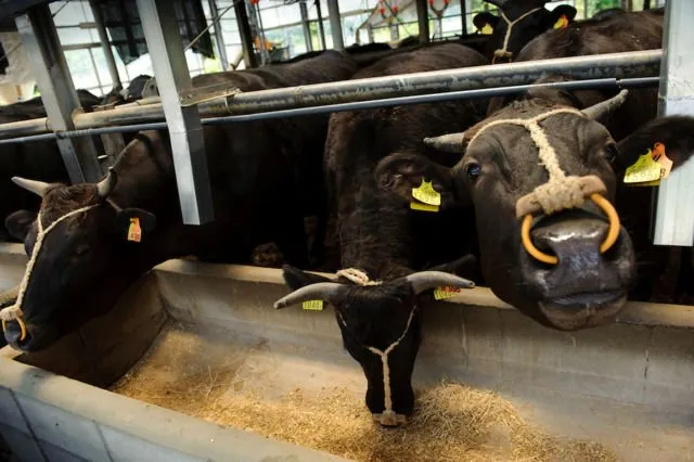Daging Sapi Seharga Rp4,2 Juta Sekilo Bukan Fiksi. Ini Alasan Kenapa Kobe Beef Dihargai Semahal Itu 21