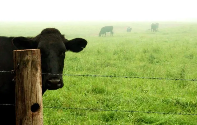 Daging Sapi Seharga Rp4,2 Juta Sekilo Bukan Fiksi. Ini Alasan Kenapa Kobe Beef Dihargai Semahal Itu 24