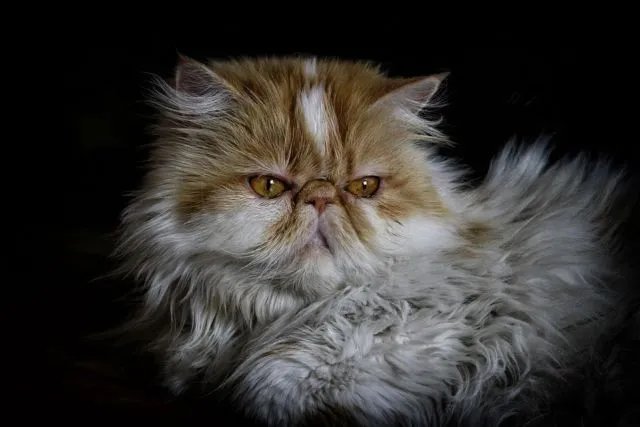 cat