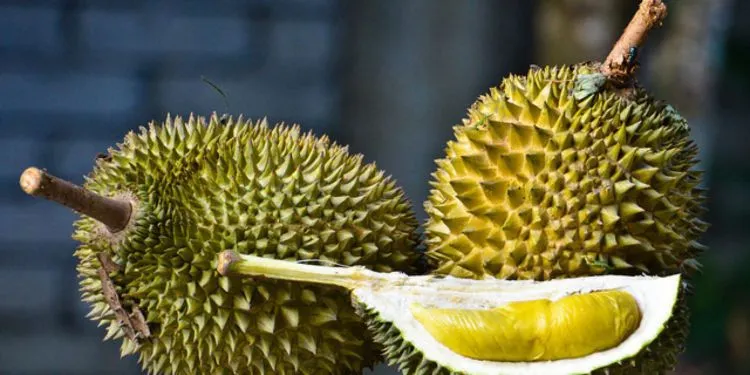 5 Makanan Ini Disukai Banget di Negaranya, Tapi Orang Luar Negeri Bakal Bilang, ’Ih Menjijikan!’ 12