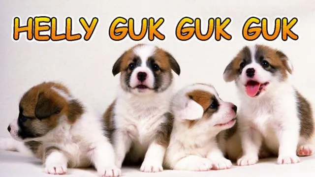 Anjing Kecil | helly guk guk guk | lagu anak indonesia | Hewan Lucu | cute puppies