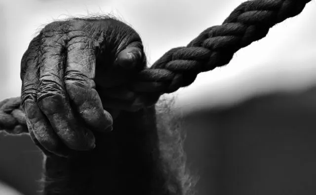 Hand Monkey Gorilla Animal