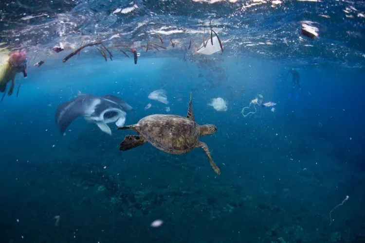 Di Kolam Mati Telan Koin, Di Laut Terancam Sampah Plastik. Betapa Mirisnya Nasib Penyu Hijau di Bumi