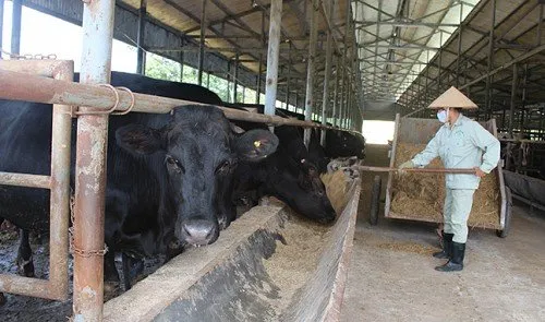 Daging Sapi Seharga Rp4,2 Juta Sekilo Bukan Fiksi. Ini Alasan Kenapa Kobe Beef Dihargai Semahal Itu 16